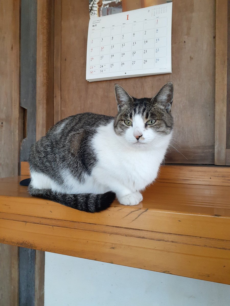 愛知県内の猫神社、

[玉野御嶽神社]に
行ってきましたー!!🌟😸

運良く7匹くらいの猫🐱達にお会い出来ました〜❤🙏

めっちゃ人馴れしてて猫ヘブン過ぎた❤🥰

御朱印も神主さんのオリジナル
猫さん柄付きで色んな柄有りますよ〜(ΦωΦ)
#玉野御嶽神社 
#猫好きへオススメ神社 