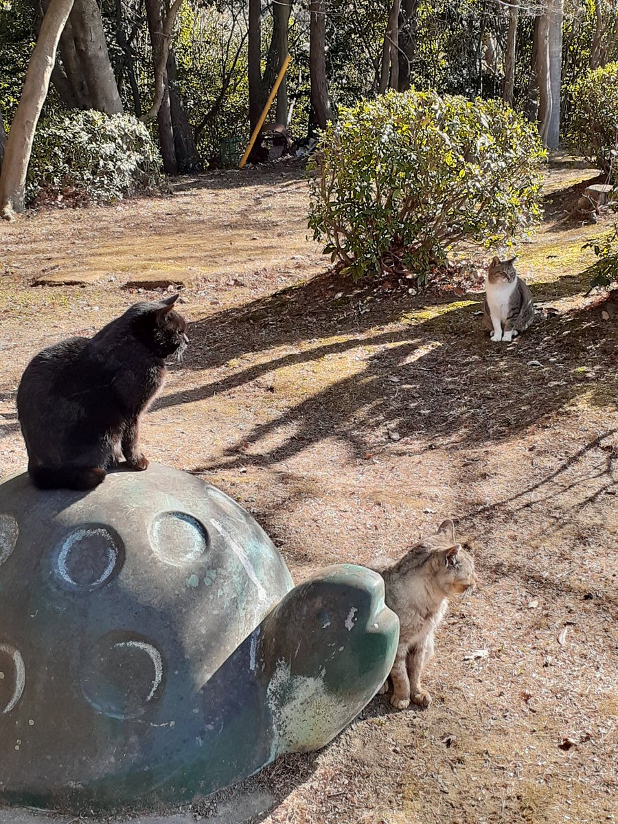 愛知県内の猫神社、

[玉野御嶽神社]に
行ってきましたー!!🌟😸

運良く7匹くらいの猫🐱達にお会い出来ました〜❤🙏

めっちゃ人馴れしてて猫ヘブン過ぎた❤🥰

御朱印も神主さんのオリジナル
猫さん柄付きで色んな柄有りますよ〜(ΦωΦ)
#玉野御嶽神社 
#猫好きへオススメ神社 