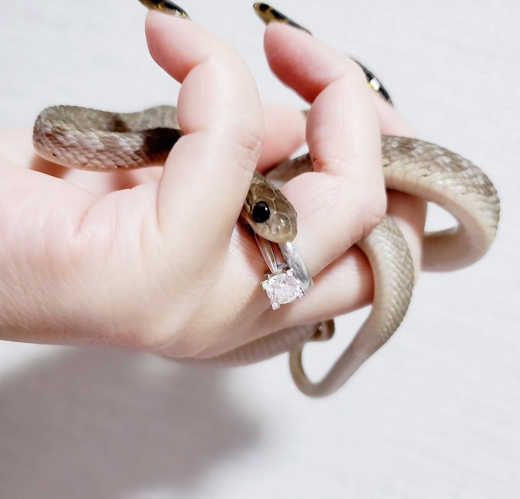 くろ蜜のチャンネル Snake Party96 Twitter