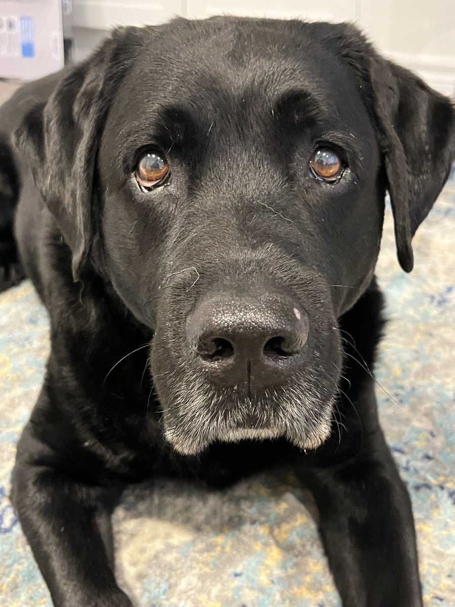 How handsome is this senior boy??? Obsessed with him. #lovemyboy #blacklab #labs #labrador #DogsofTwitter #handsome #thisface #🇨🇦 #lockdownlife