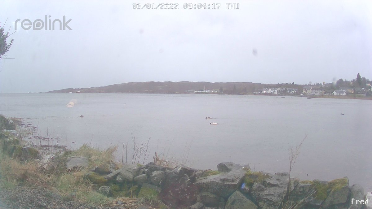 Tanith777's tweet photo. Tide in (about 9am), tide out (about 1pm). With a pair of male Goosanders 🙂. Our house is called Muir Lan, Gaelic for high tide. #wildlifefrommywindow https://t.co/nDqelrch35