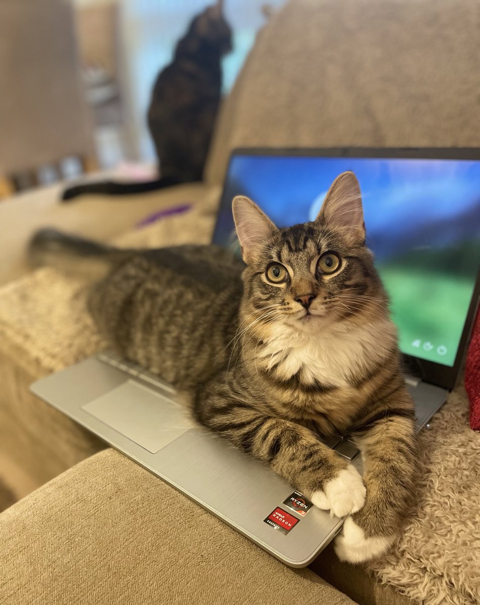 If laptops aren’t for sitting on, why are they so nice and warm? #fluffythursday #catsoftwitter