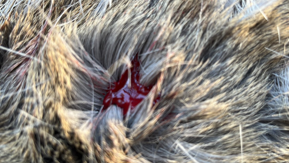 Jan Meesters tweet media