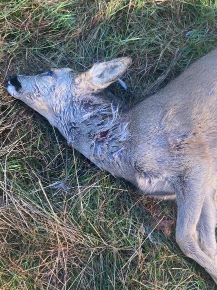 Jan Meesters tweet media