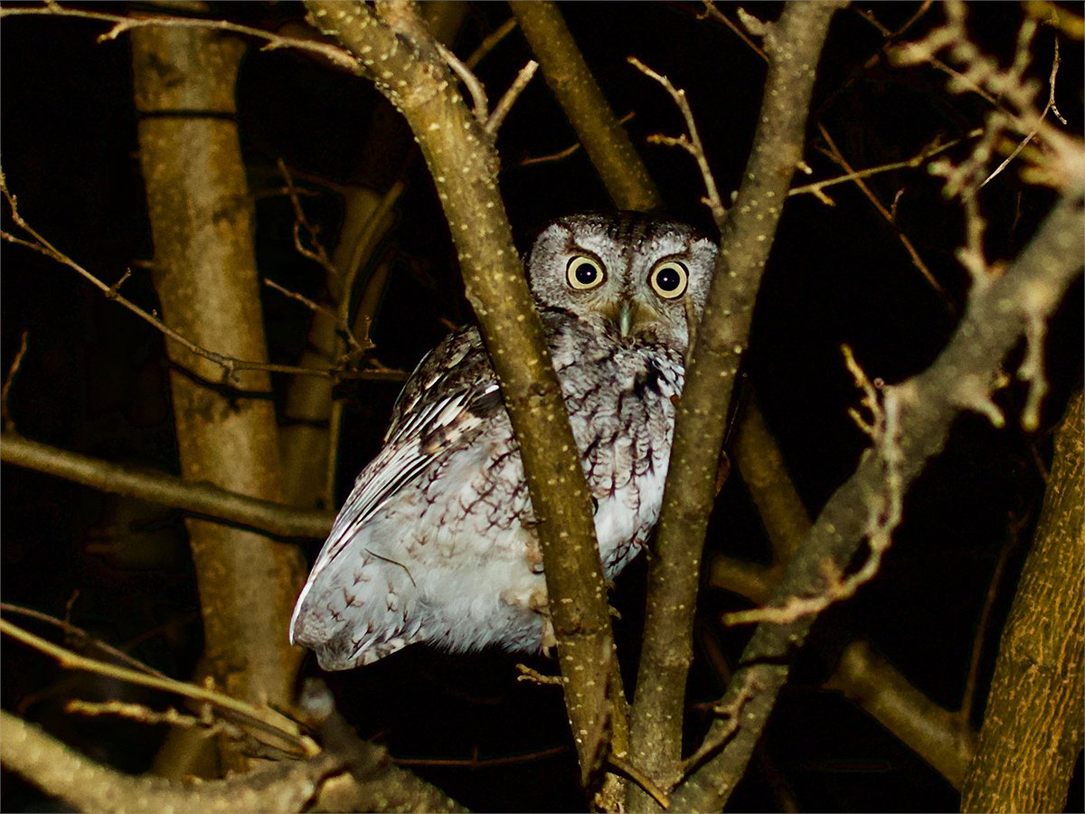 Niagara Region tweet media