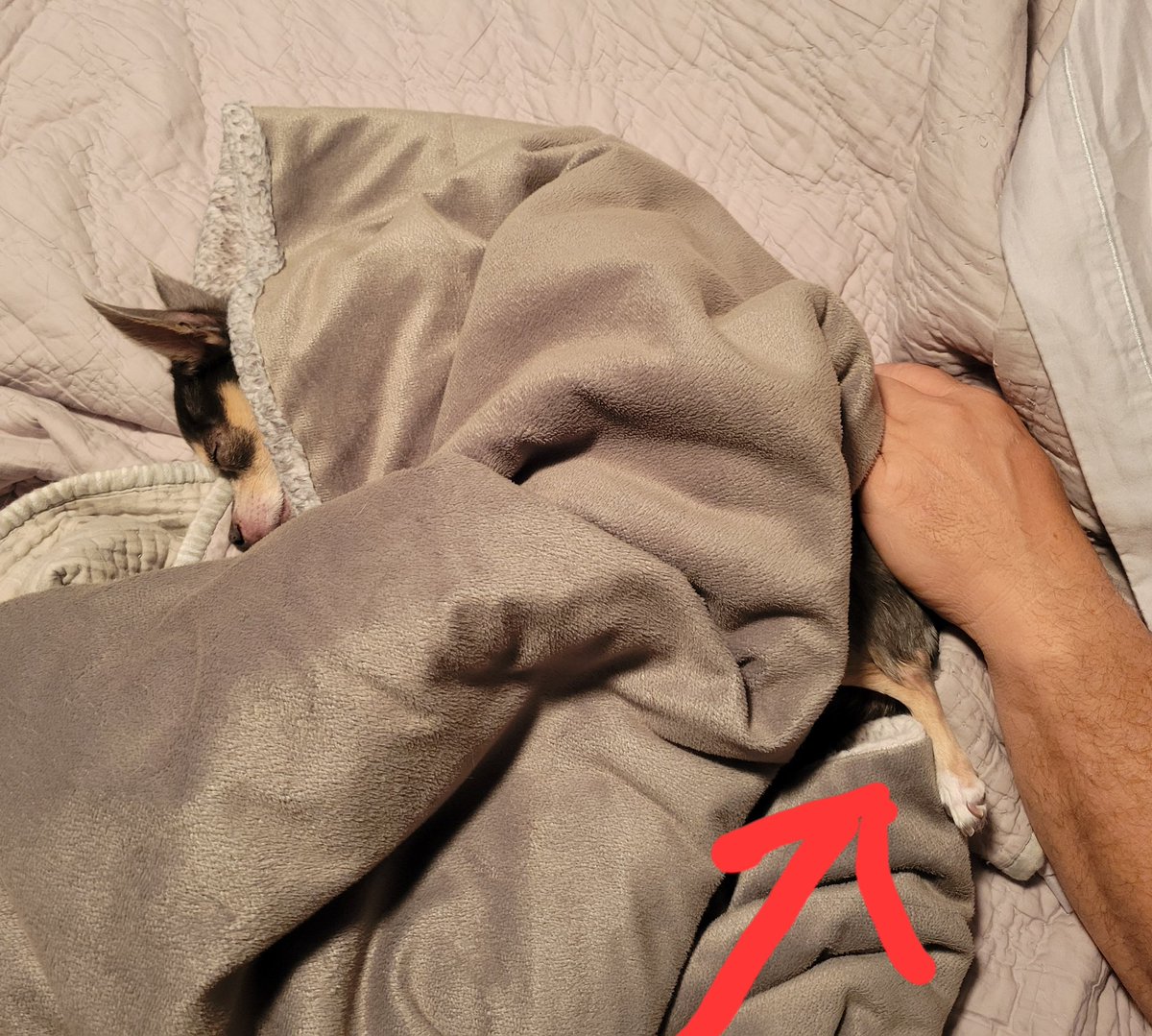 Roscoe Blaze (🌈 &Angel Bentley Kyron, too!🌈) tweet media