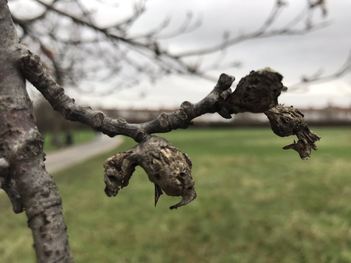 treeruss's tweet image. 1/2
It’s a good time to look for certain invasive #TreePests like recent arrival Oriental Chestnut Gall Wasp (#Dryocosmus kuriphilus).
The #galls are easy to spot in winter.
Seen here on a 75mm dbh #SweetChestnut (#Castanea) @LordshipRec.

#OCGW @LTOA33 #TreeAlert #ObservaTree