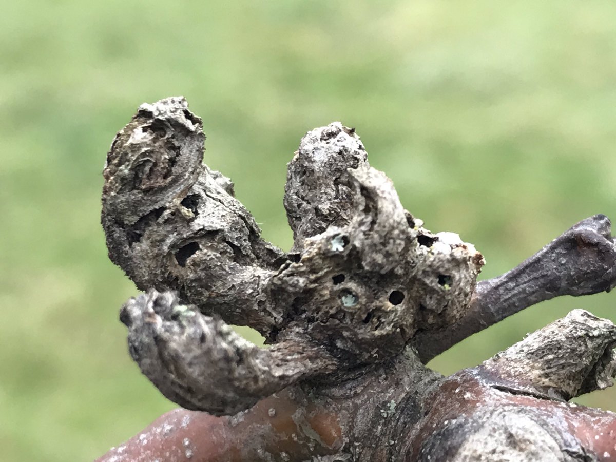 treeruss's tweet image. 1/2
It’s a good time to look for certain invasive #TreePests like recent arrival Oriental Chestnut Gall Wasp (#Dryocosmus kuriphilus).
The #galls are easy to spot in winter.
Seen here on a 75mm dbh #SweetChestnut (#Castanea) @LordshipRec.

#OCGW @LTOA33 #TreeAlert #ObservaTree