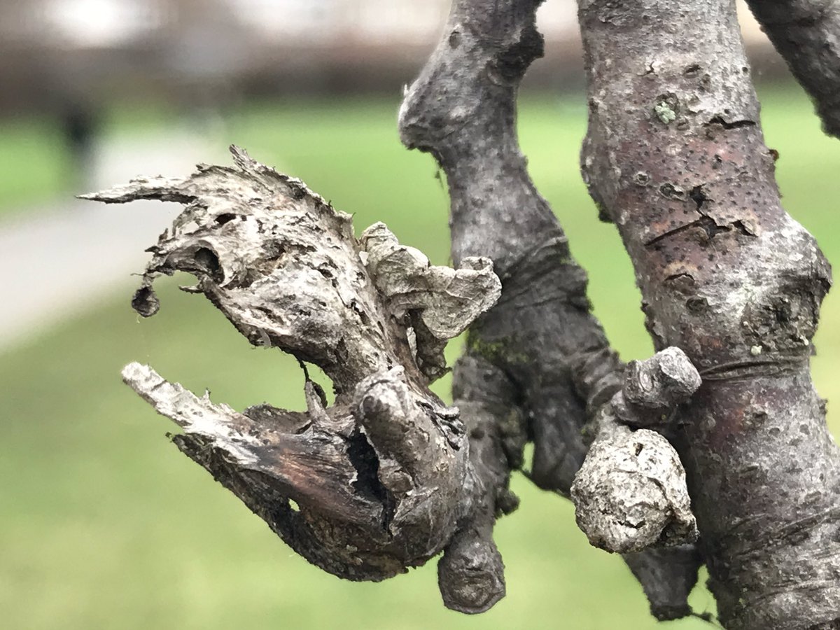 treeruss's tweet image. 1/2
It’s a good time to look for certain invasive #TreePests like recent arrival Oriental Chestnut Gall Wasp (#Dryocosmus kuriphilus).
The #galls are easy to spot in winter.
Seen here on a 75mm dbh #SweetChestnut (#Castanea) @LordshipRec.

#OCGW @LTOA33 #TreeAlert #ObservaTree