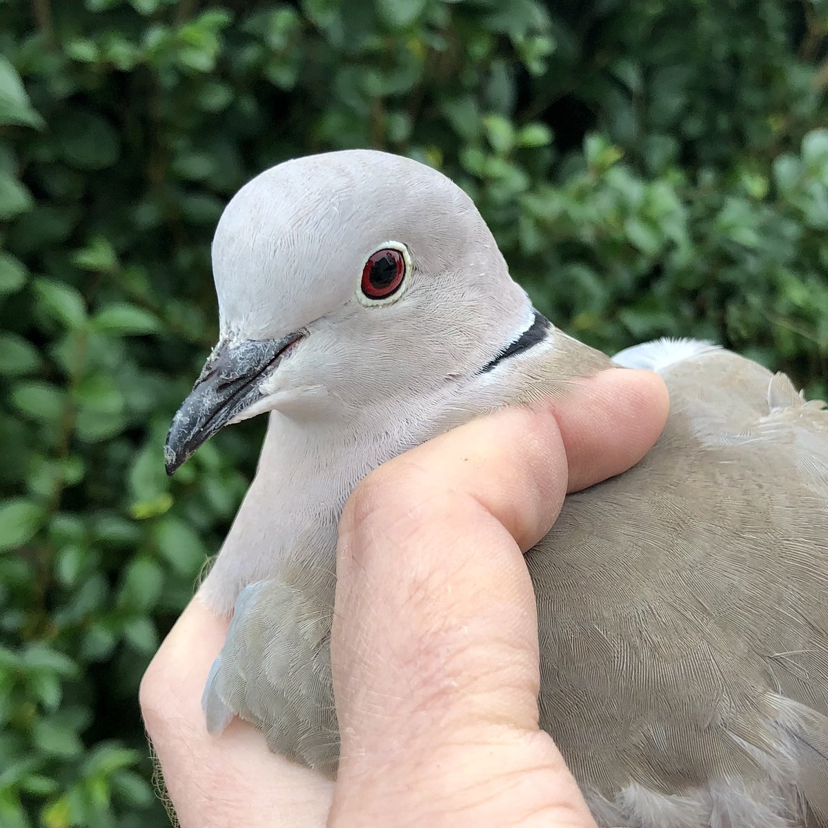 First #CollaredDove of 2022 ringed here today. Last year’s garden ringed total was over double the previous year’s of 20. Will the upward trend continue... #BirdRinging #doves