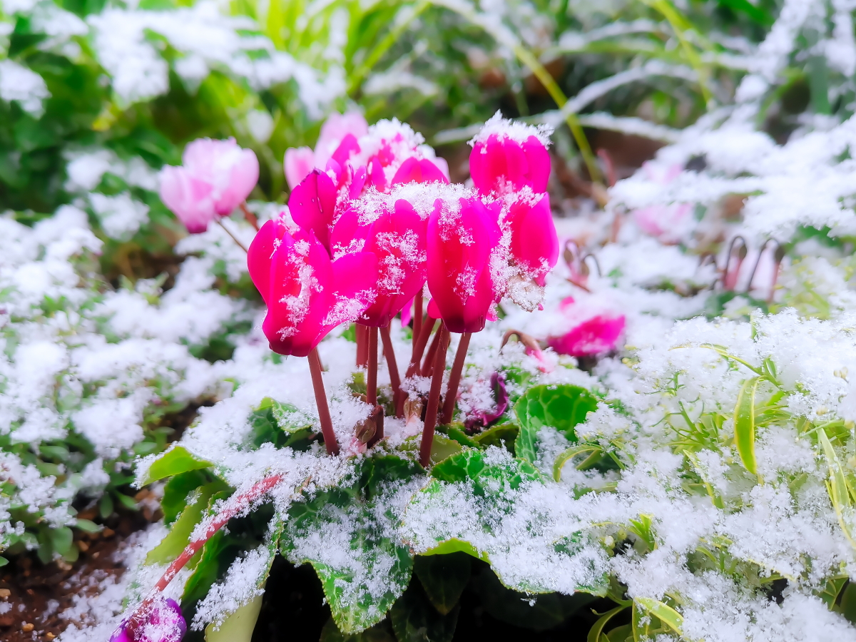 雪が降って、とても寒い日でしたが、昼休みに、歩道で素敵な花を見つけました！ Mate20X Luminar AI