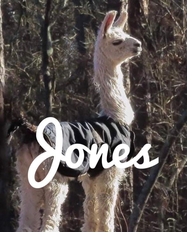homeofusagolf's tweet photo. The newest addition at @TalamoreResort has officially been named! The newly born llama will be named Jones! Jones is named after the architect of the Talamore New Course, Rees Jones!🦙#llamajones #talamore #homeofamericangolf #babyllama #mommallama #CamillasCria #SouthernPinesNC https://t.co/QeVteVZjhR