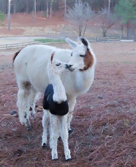homeofusagolf's tweet photo. The newest addition at @TalamoreResort has officially been named! The newly born llama will be named Jones! Jones is named after the architect of the Talamore New Course, Rees Jones!🦙#llamajones #talamore #homeofamericangolf #babyllama #mommallama #CamillasCria #SouthernPinesNC https://t.co/QeVteVZjhR