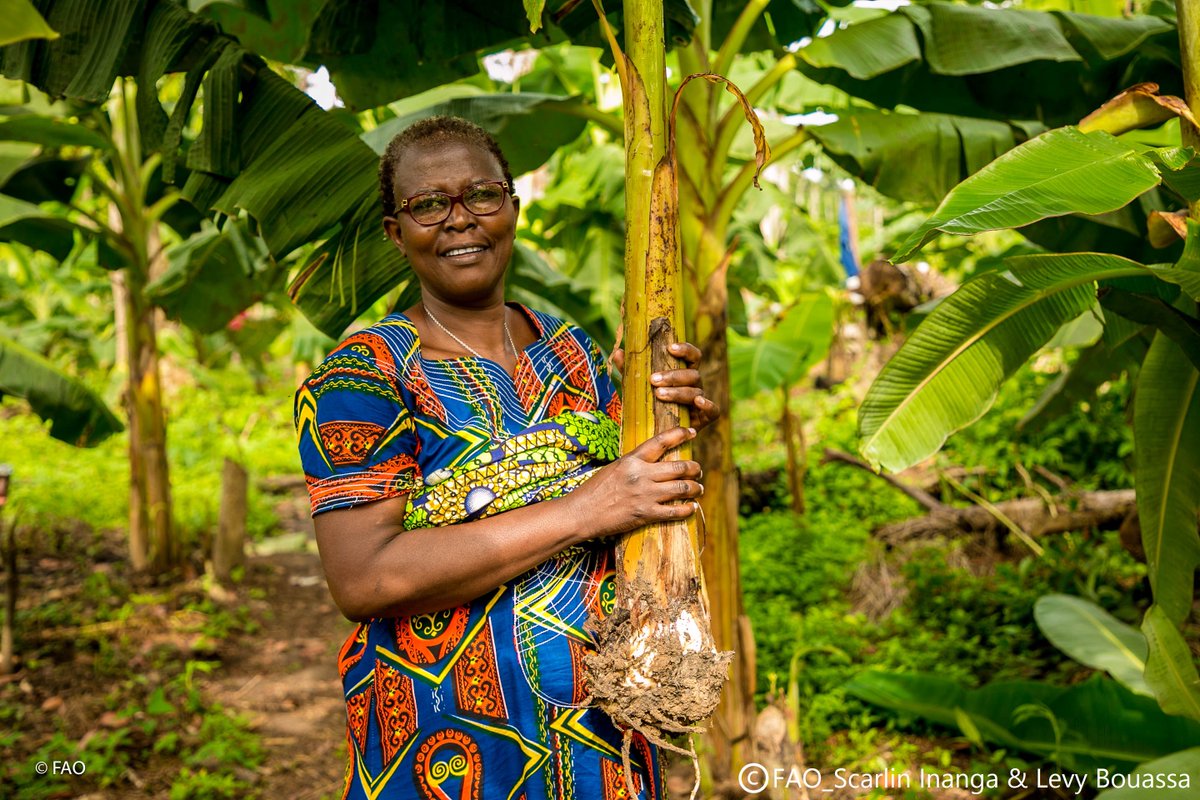 FAOAfrica's tweet photo. Empowering rural women is key to building livelihoods that are resilient to threats and crises.

Learn how @FAO is enhancing the resilience of vulnerable rural communities by addressing gender inequalities in agriculture👉🏾 https://t.co/O2XniyTaEq

#RuralWomen #GenerationEquality https://t.co/W6iKNTTRrr