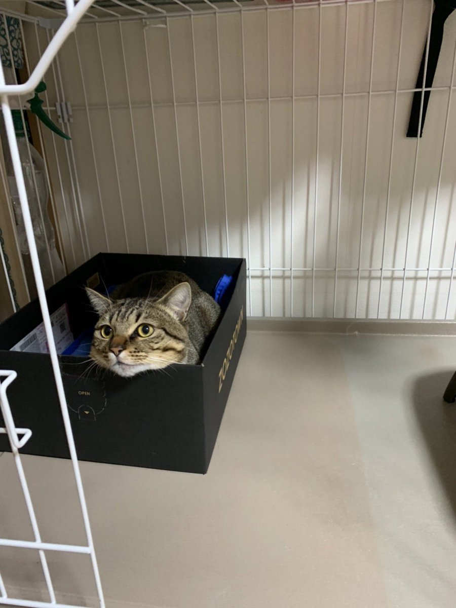 pomo_00's tweet photo. 😿 https://t.co/BgdRNVx6vo