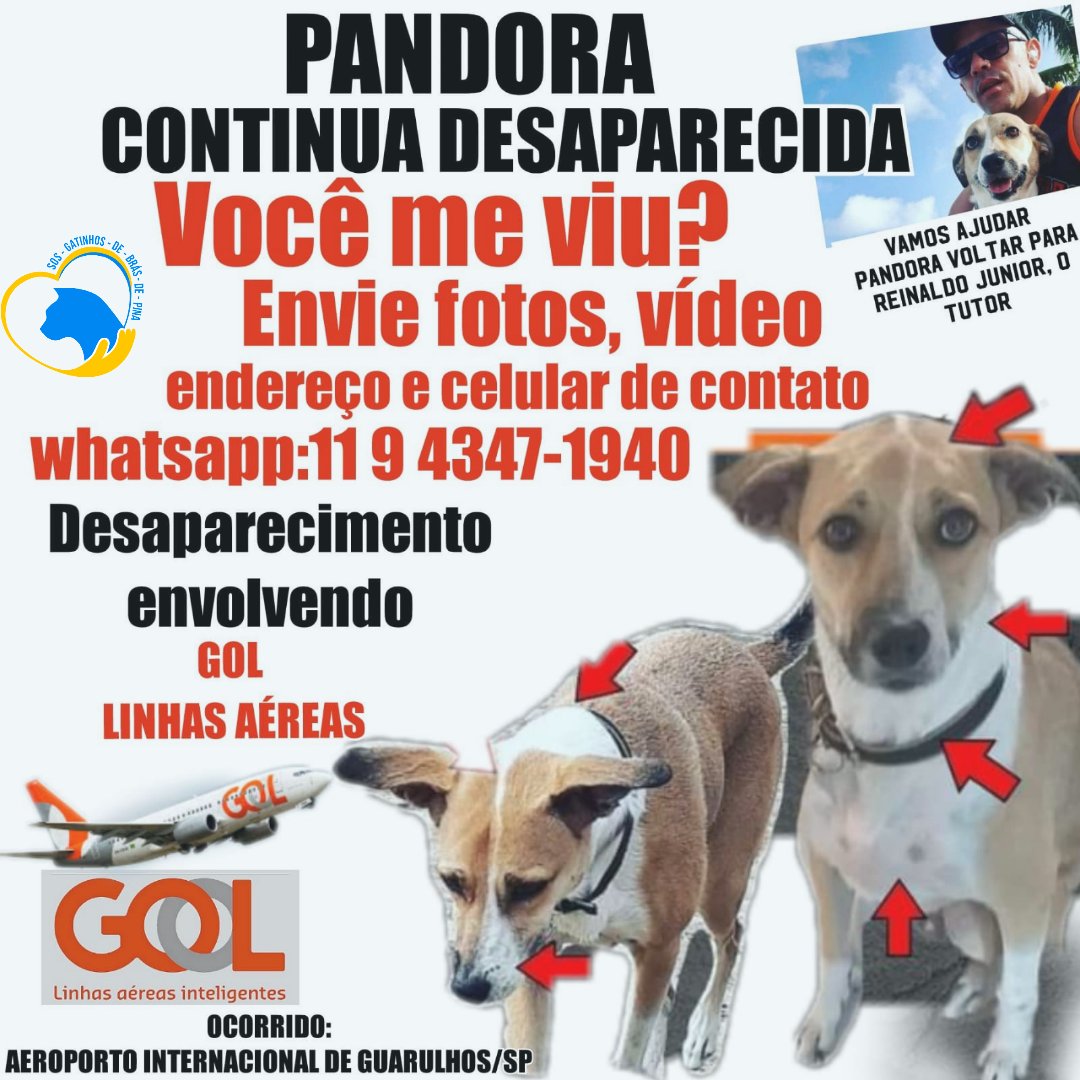 NADINECARDOSO10's tweet photo. Pessoal, como muitos sabem, a @voegoloficial criminosamente encerrou o pagamento da estadia do Reinaldo e sua mãe. Eles estão agora literalmente na rua e vão passar a dormir no aeroporto. Vamos pressionar a GOL por respostas!!!!
#GOLCADEAPANDORA
#GOLMENTIROSA https://t.co/SgkCeZiv5z