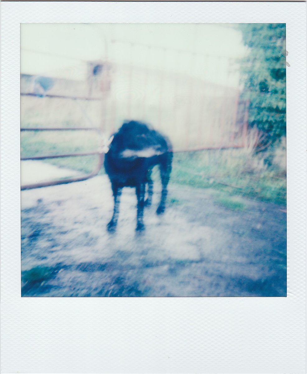 screamwhenucan's tweet image. polaroids of my home