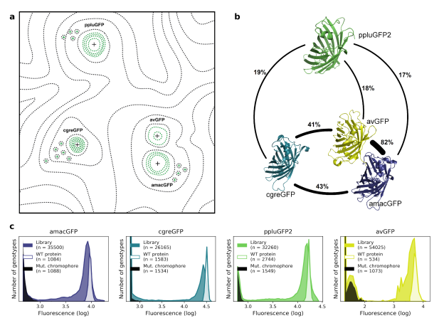 KevinKaichuang's tweet photo. - Comparison of 4 homologous GFP fitness landscapes measured via mutational scanning
- Use ML to design GFPs with 48 mutations from wild type

https://t.co/C6nZSTcHgW

 Louisa Gonzalez Somermeyer, Aubin Fleiss, @fkondras 
@ktptntsv @a_s_mishin @krnsrksn https://t.co/ETgdoY2d3j