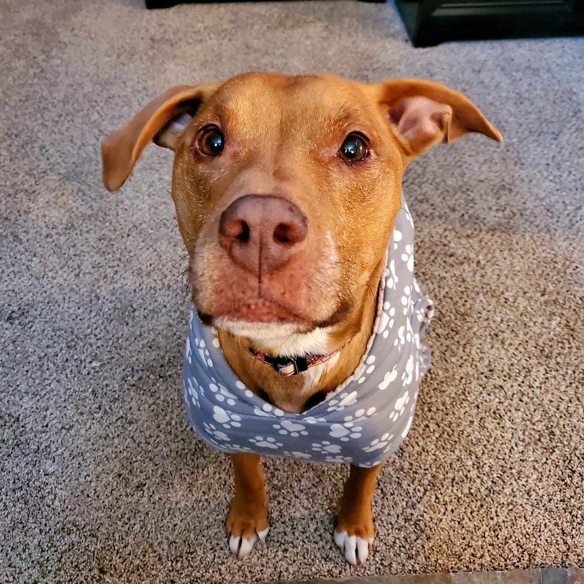 katenauthor's tweet photo. I'll never regret taking a million pictures of my dog because someday my Jilly will be gone and all I'll have are my pictures and memories.
#Doggle #Jill #ButterscotchBaby #PrettyPitty https://t.co/tk3Y7SYaUM