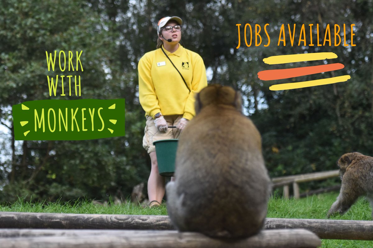 Trentham Monkey Forest (@monkey_forest) on Twitter photo DREAM JOB ALERT 🚨🐒
We have some ‘Fun-believable’ seasonal jobs available to fellow monkey lovers 🐵💕
You don’t even have to deal with the famous ‘cold night in Stoke <a href="/stokecity/">Stoke City FC</a>’ ! 🥶😉☀️
Find yourself a brilliant opportunity here: monkey-forest.com/vacancies DREAM JOB ALERT 🚨🐒
We have some ‘Fun-believable’ seasonal jobs available to fellow monkey lovers 🐵💕
You don’t even have to deal with the famous ‘cold night in Stoke <a href="/stokecity/">Stoke City FC</a>’ ! 🥶😉☀️
Find yourself a brilliant opportunity here: monkey-forest.com/vacancies
