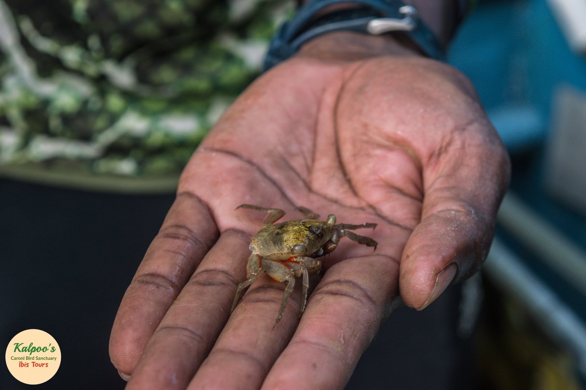 Kalpoos_Ltd's tweet photo. The mangrove tree crab 🦀 or Aratus pisonii 
#mangrovetreecrab #aratuspisonii #mangrove #leaves #trees #roots #food #algae #mangalroots #lowtide #kalpoos #birdsanctuary #ibis #tours  

©️ Kalpoo's Bird Sanctuary Tours Ltd. All Rights Reserved https://t.co/SWchhXwf7d