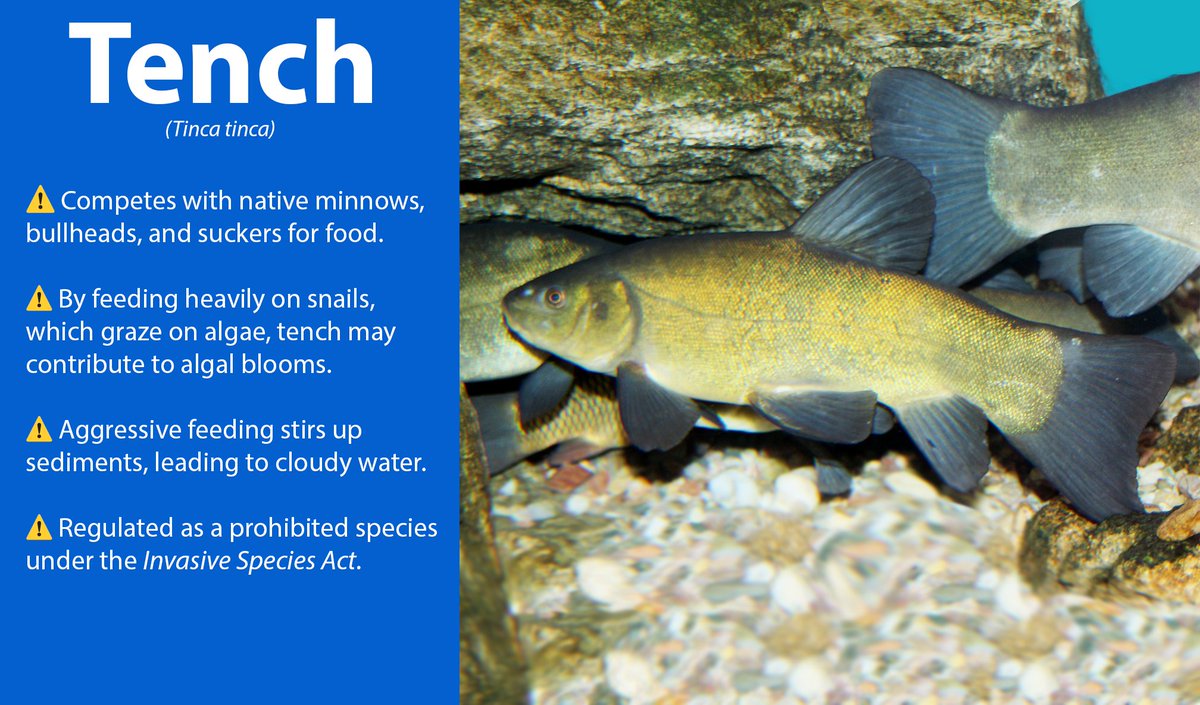 invspecies's tweet photo. Tench are 1 of the 13 new species regulated under the Invasive Species Act to prevent their spread and establishment in Ontario. https://t.co/Hp4sgyR9Qd