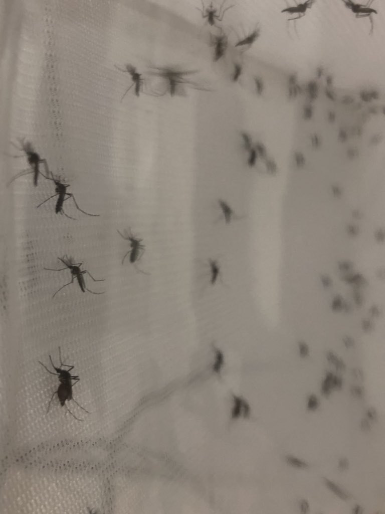 Alicia Showering (@aliciashowering) on Twitter photo Back rearing mosquitoes after the winter break! Meet my Aedes colony ๐ If you have a couple of minutes please complete our survey on mosquito repellents: forms.gle/LLbuS44aYx9NQYโฆ <a href="/LBS/">London Business School</a> <a href="/LSHTM/">London School of Hygiene & Tropical Medicine</a> Back rearing mosquitoes after the winter break! Meet my Aedes colony ๐ If you have a couple of minutes please complete our survey on mosquito repellents: forms.gle/LLbuS44aYx9NQYโฆ <a href="/LBS/">London Business School</a> <a href="/LSHTM/">London School of Hygiene & Tropical Medicine</a>