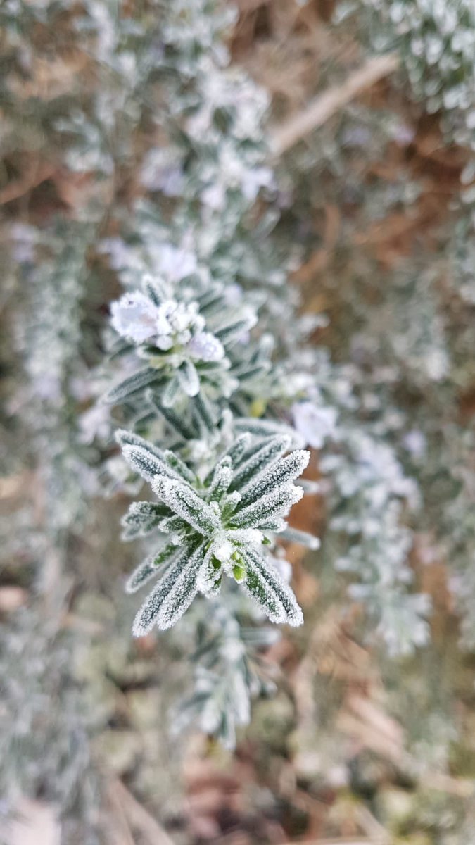 HelloDorking's tweet image. Dorking has been hit by a cold snap. The frosty leaves, frozen ground and frost-tipped teasels around Pippbrook House were beautifully captured this morning by AKA LilBlu on Instagram. We love to see your pictures of #Dorking, don’t forget to tag us when you’re out and about.