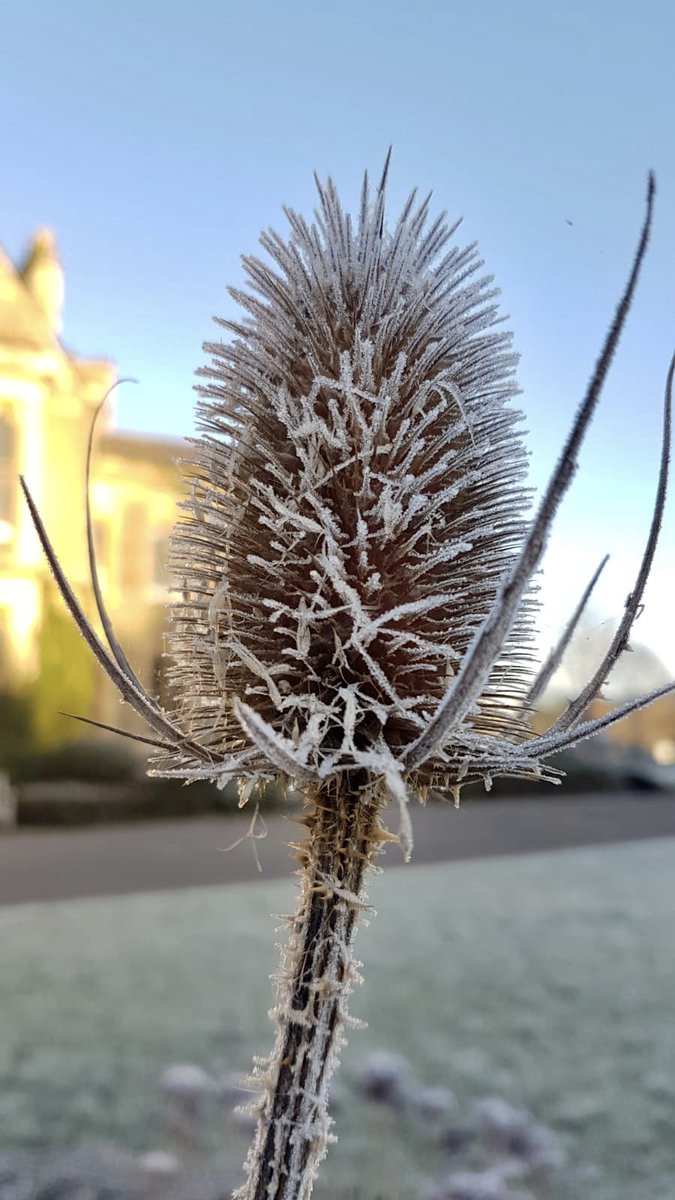 HelloDorking's tweet image. Dorking has been hit by a cold snap. The frosty leaves, frozen ground and frost-tipped teasels around Pippbrook House were beautifully captured this morning by AKA LilBlu on Instagram. We love to see your pictures of #Dorking, don’t forget to tag us when you’re out and about.