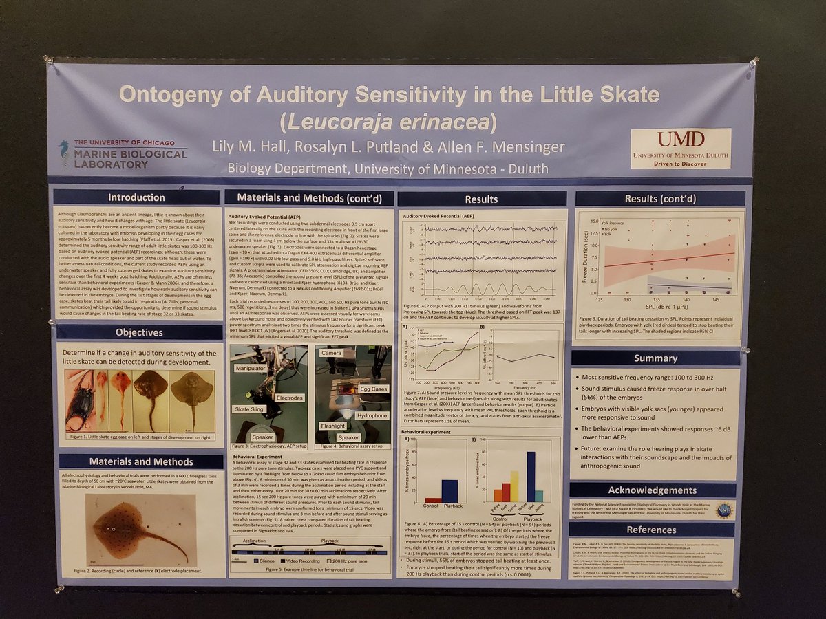 Stop by my <a href="/SICB_/">SICB</a> poster on hearing of baby little skates 🌊 and interesting⁉️ trends found in the egg case! 🔎 

#20 
3:30 - 5:30 MST #SICB2022 <a href="/MBLScience/">Marine Biological Laboratory (MBL)</a>