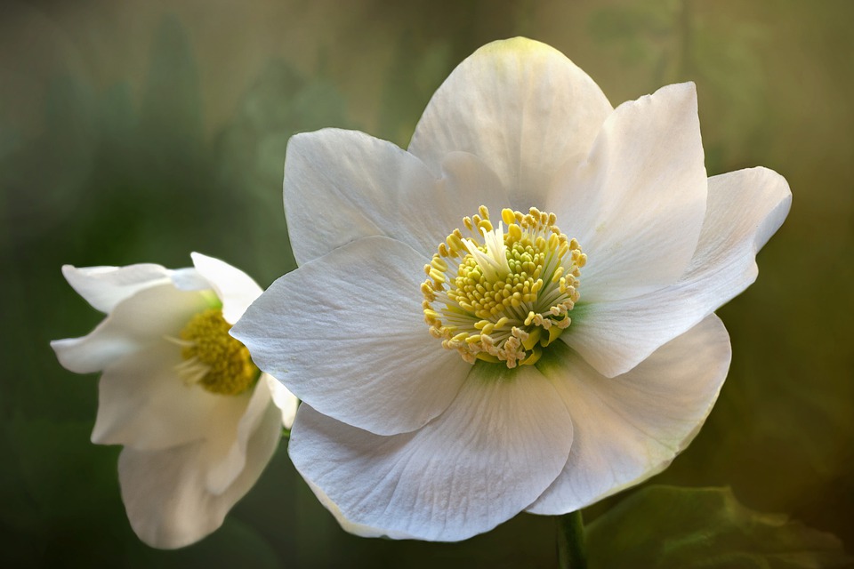 Have a read of our NEW and IMPROVED January Newsletter 🎉 Get busy in the garden with our January tick-list, learn our tips to keep your primroses looking fabulous and check out our Christmas sale - mailchi.mp/de71f6e43102/j…