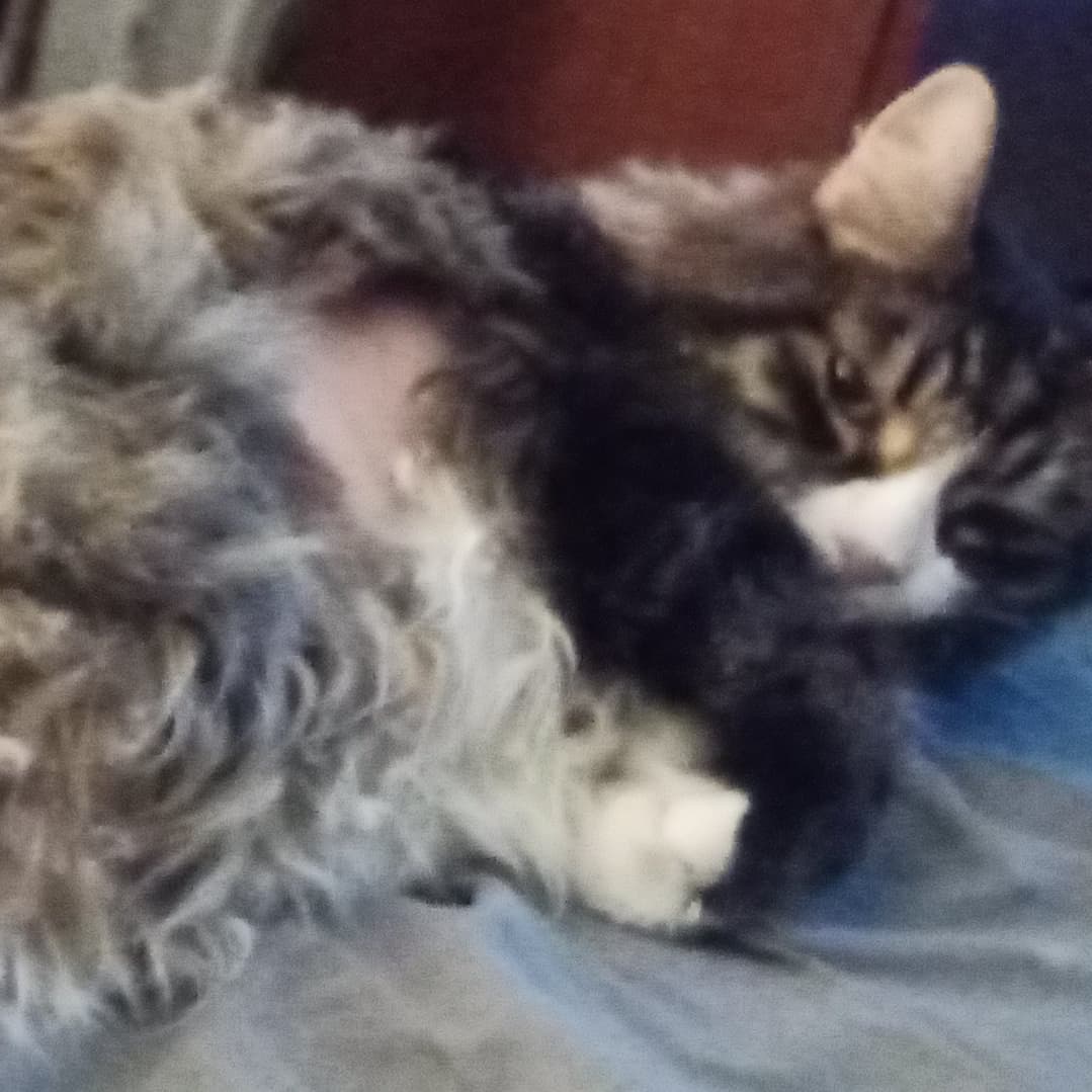Today, we are helping my sweet Baboo Hercules OTRB. My husband and I are devastated. #RIP