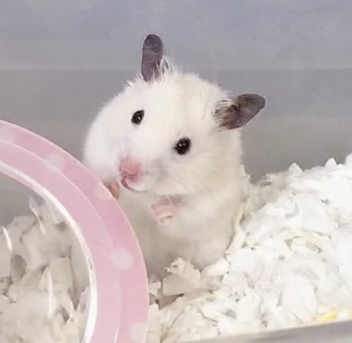 그거 아세요? 2020년생 햄서터는 쥐띠랍니다. 경자년(庚子年) '하얀 쥐의 해'에 태어난 쥑쥑이 홀씨ꪔ̤̫ ♡⃛