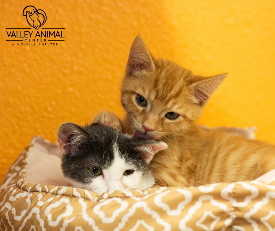 valleyanimal's tweet photo. It's #NationalCuddleUpDay! If you're missing a cuddle buddy, check out our website to see our #adoptables waiting to cuddle with you: https://t.co/J96TnTQIG8
#AdoptDontShop #nokillshelter #adoptashelterpet #animalrescue #Thursdayvibe #localrescue #savealife #savetheanimals https://t.co/bXt0qBv9ZF