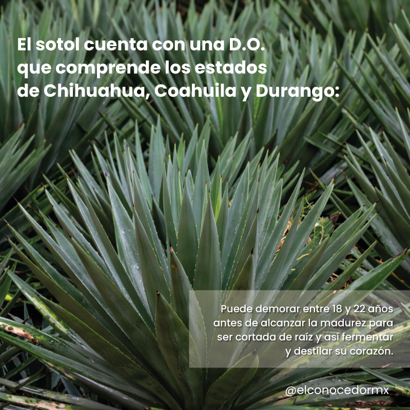 elconocedormx's tweet photo. En México existe una bebida ancestral de enorme valor que, por tradición, comulga con el respeto al medio ambiente: el sotol. Sergio E. Gonzalez nos habla de él: https://t.co/IHxXDdkMjz https://t.co/2tHweplD0V