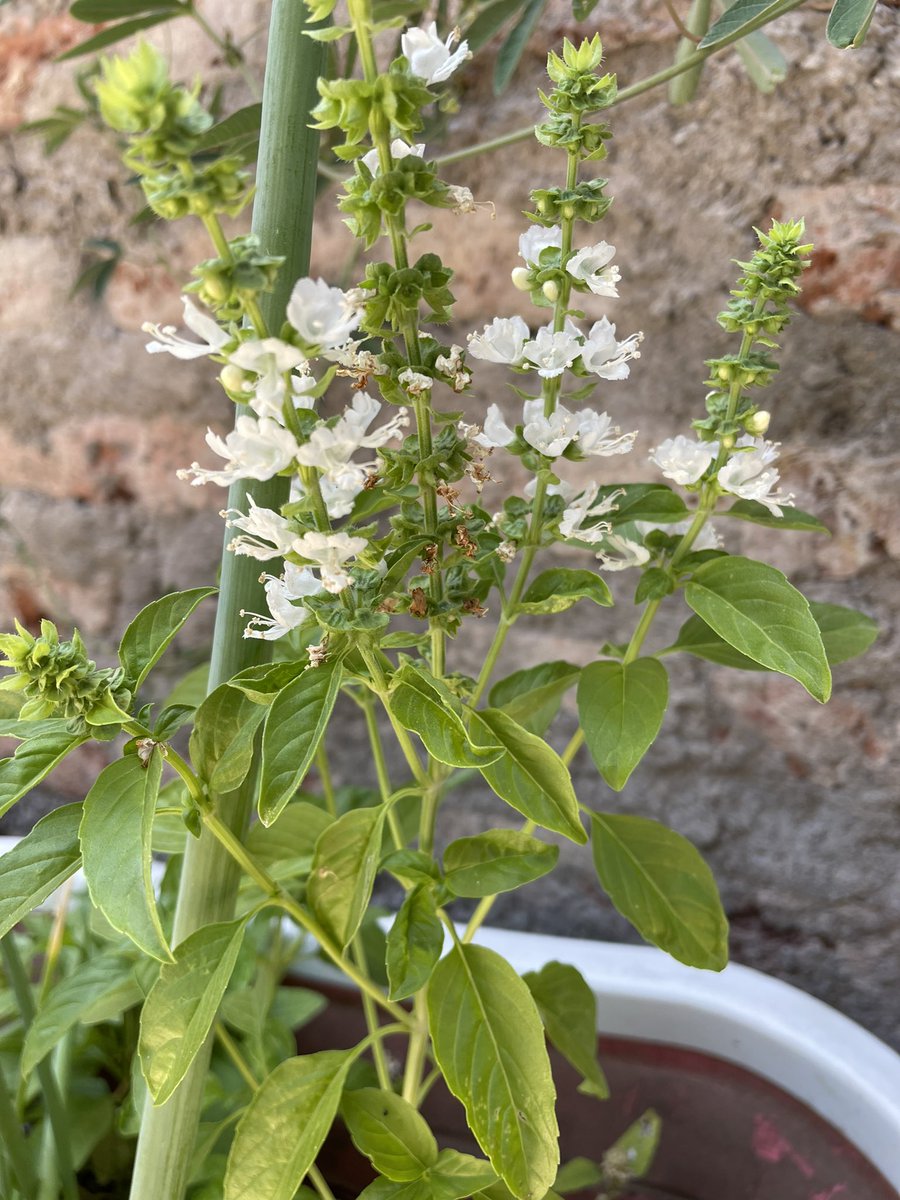 IsmaelDJRetro's tweet photo. Una deliciosa #Albaca crece y crece en mi jardín #Naturaleza #Cultivar #Cosecha https://t.co/rIWhRrMufV