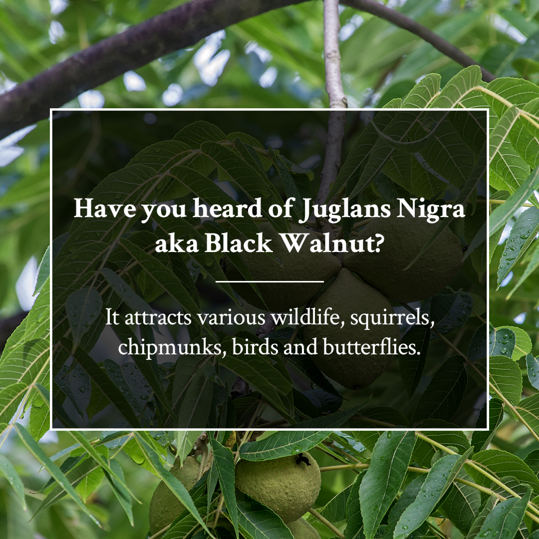 Have you heard of Juglans Nigra aka Black Walnut? This deciduous plant grows slowly throughout May and June and turns into a soft yellow-green colour. You will find this plant where various wildlife is present as they enjoy the nuts this plant produces.