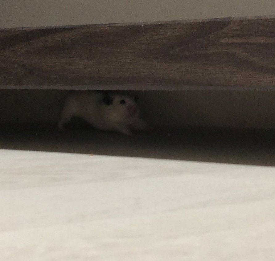 우리집 햄서터가 나보다 요가 잘할 것 같음 기지개 좍좍 펴는 뵤