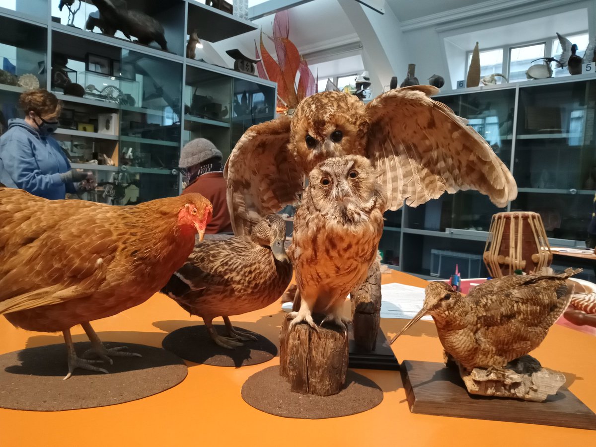 JuliaMCort's tweet photo. Day 2 of handling collection audit @HornimanMuseum. These taxidermy birds are watching closely to ensure learning and Collections Management teams check everything accurately. https://t.co/vmVxghW3nN