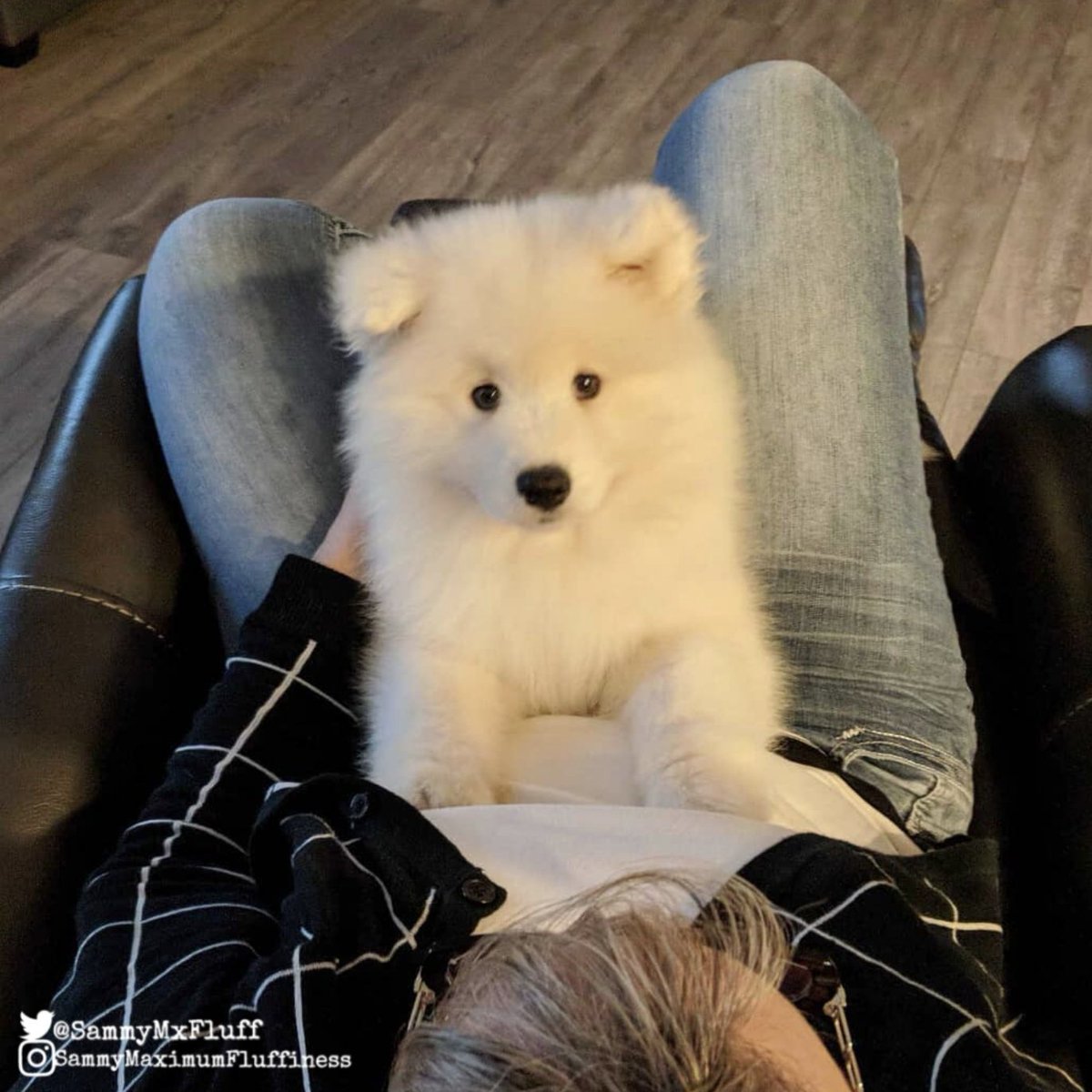 SammyMxFluff's tweet photo. Mom was looking through old pics π How is this possible? π³ I'm a tiny fuzz ball one day the next I'm the abominable snowman! πππΎ
#timeflies #growupsofast #beforeandafter #puppypic #SammyMaximumFluffiness https://t.co/XlhegMgzFQ