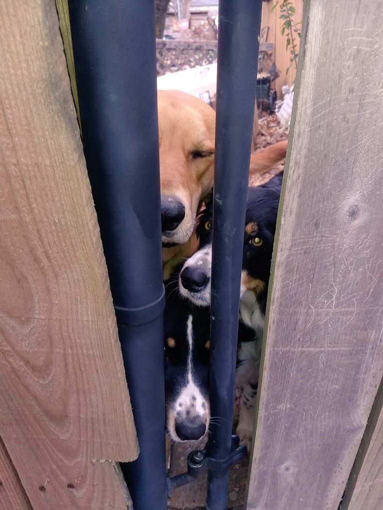 NimmoDeb's tweet image. The girls being nosey!! Where ya goin Mom? Can we  go too??? 🥰