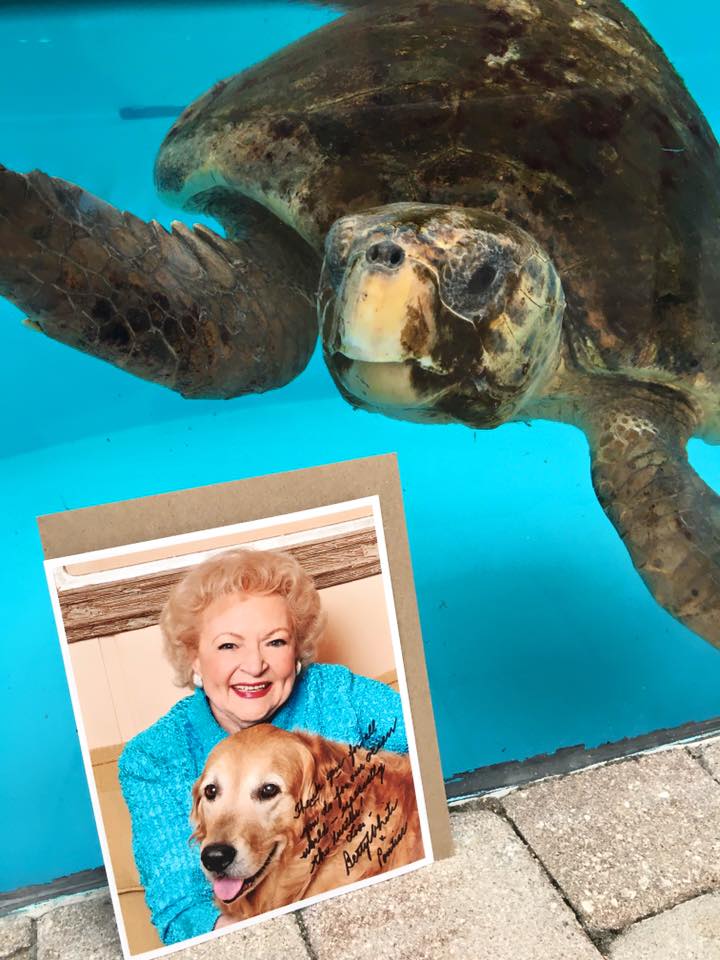 LoggerheadMC's tweet photo. Join us on Betty White's 100th birthday, January 17th, and pick a local animal shelter or rescue and donate $5 in Betty White's name. Make her 100th Birthday the movement she deserves. Protect & advocate for the wildlife she loved. #BettyWhiteChallenge #LoggerheadMarinelifeCenter https://t.co/QHMBs8PIQk