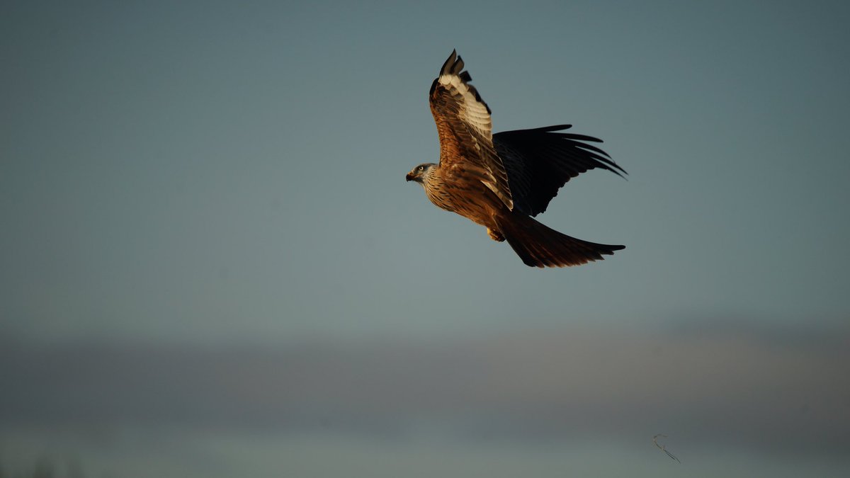 HAVE YOU SEEN WINTER ROOSTING RED KITES? The European winter roost count takes place 8th-10th Jan 2022. Let <a href="/RedKitesIreland/">Red Kites Ireland</a> <a href="/eagle_trust/">GoldenEagleTrust</a> know any Irish kite sightings you have including date, time, numbers, location (townland) <a href="/RSPBNI/">RSPB NI</a> @npwsBioData <a href="/WicklowPeople/">Wicklow People</a> @visitwicklow