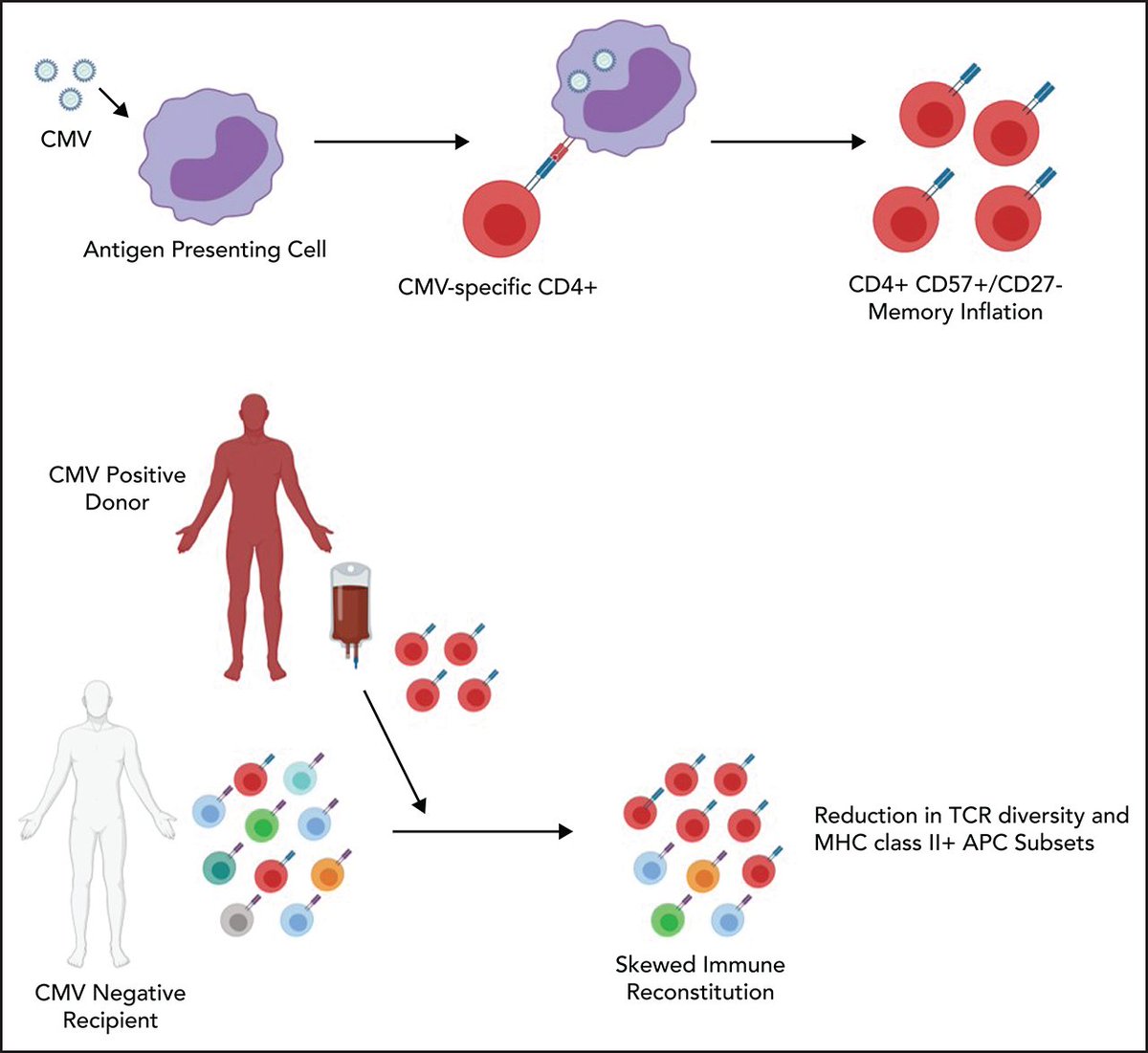 CMV exposure drives long-term CD57+ CD4 memory T-cell inflation following allogeneic stem cell transplant loom.ly/0EL7W_E