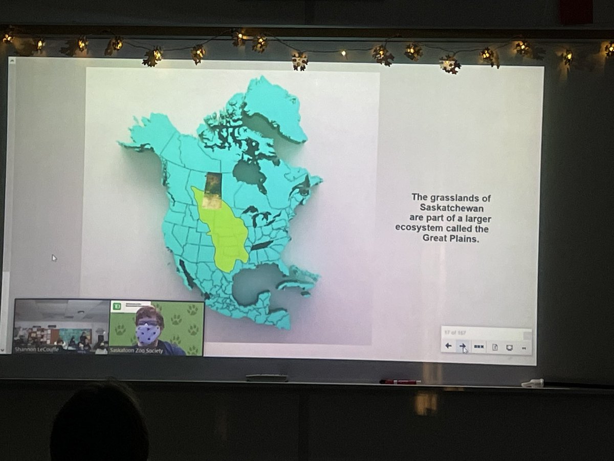 MrsLeCouffe's tweet photo. Thank you to the Saskatoon Zoo for our Virtual sharing a history lesson about the Grassland habit and the connection to Saskatchewan. @RCSD_No81 Thank you @akayter2 for getting us the sponsored presentation! #ConnectedEd #RCSDConnect @StJosaphat https://t.co/GFXOTOJbF9