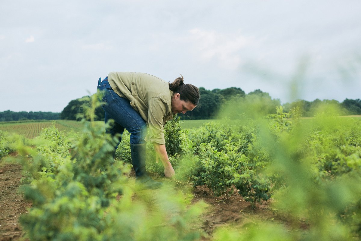 UTCIS's tweet photo. Stony Creek Colors was started in 2012 to build a new future for natural color, harnessing advancements in sustainable agriculture, crop development, and chemical and process engineering. https://t.co/GENlzZbFge #MadeinTN @stonycreekinc https://t.co/8yeBU9G1Dz