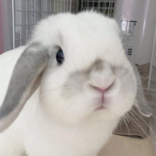 mminnnyy's tweet photo. รุปไหนคือเบบี๋โดยองตัวจริง 🐰🍼♡♡ https://t.co/xNtoiHATr6