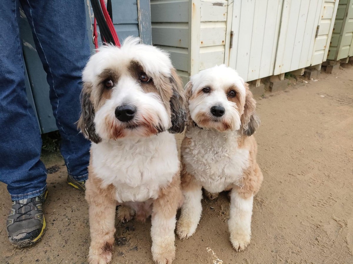 Happy New Year !                              love from Georgie and I 🐶🐶❤️