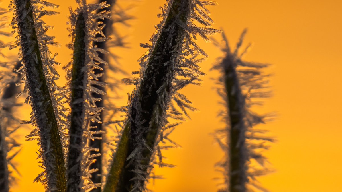 100mpx frost  on grass thats growing in a frozen puddle.....🥶👀 #loveukweather <a href="/StormHour/">#StormHour</a> #photooftheday #photograph <a href="/BBCWthrWatchers/">BBC Weather Watchers</a> <a href="/itvanglia/">ITV News Anglia</a> #SonyAlpha #photooftheday #sunrise