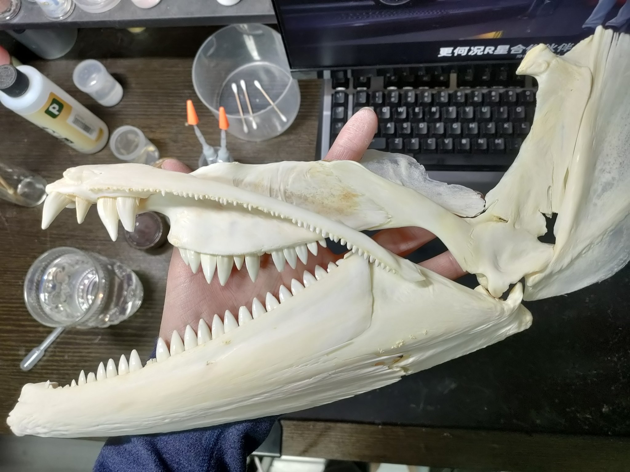 Barracuda Skull